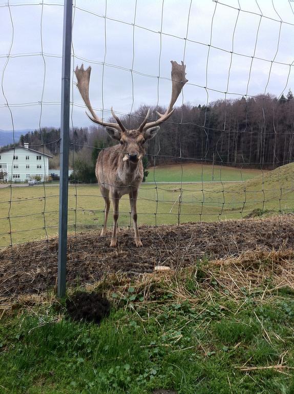 Gasthof Pension Steinberger แซงต์ท กิอร์เกน อิม อัทเทอร์เกา ภายนอก รูปภาพ